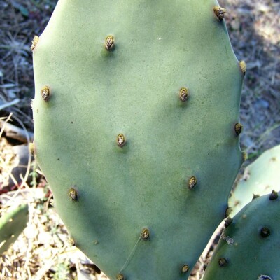 Opuntia stricta, Danny Green