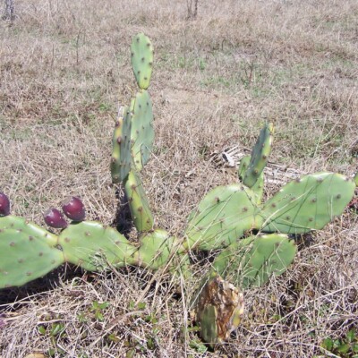 Opuntia stricta, Danny Green
