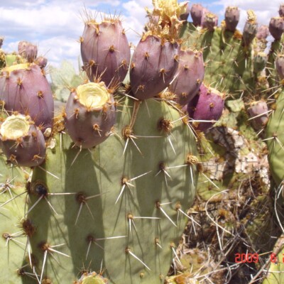 Opuntia valida, David J Ferguson