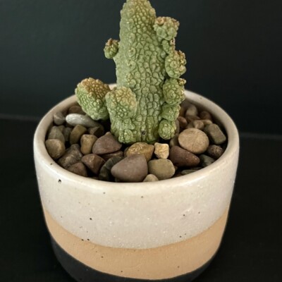 Pseudolithos caput-viperae, Lavranos