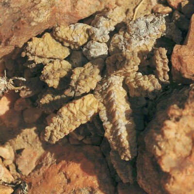 Pseudolithos mccoyi, Karlos69