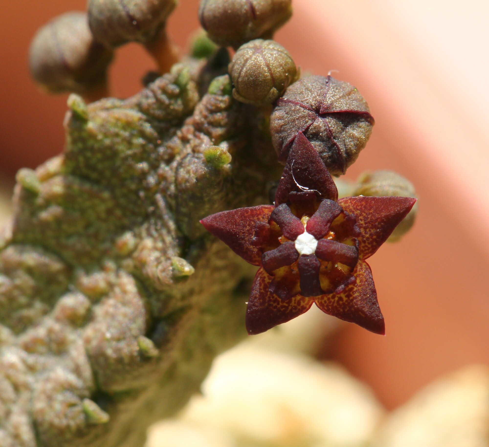 Pseudolithos mccoyi with flower, Lavranos