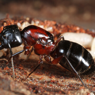 Queen Ant, Gary D. Alpert