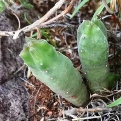 Stapelia engleriana, S Molteno