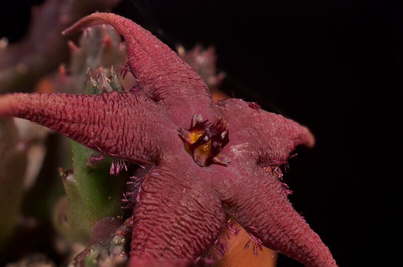 Stapelia schinzii, Magnolia1000
