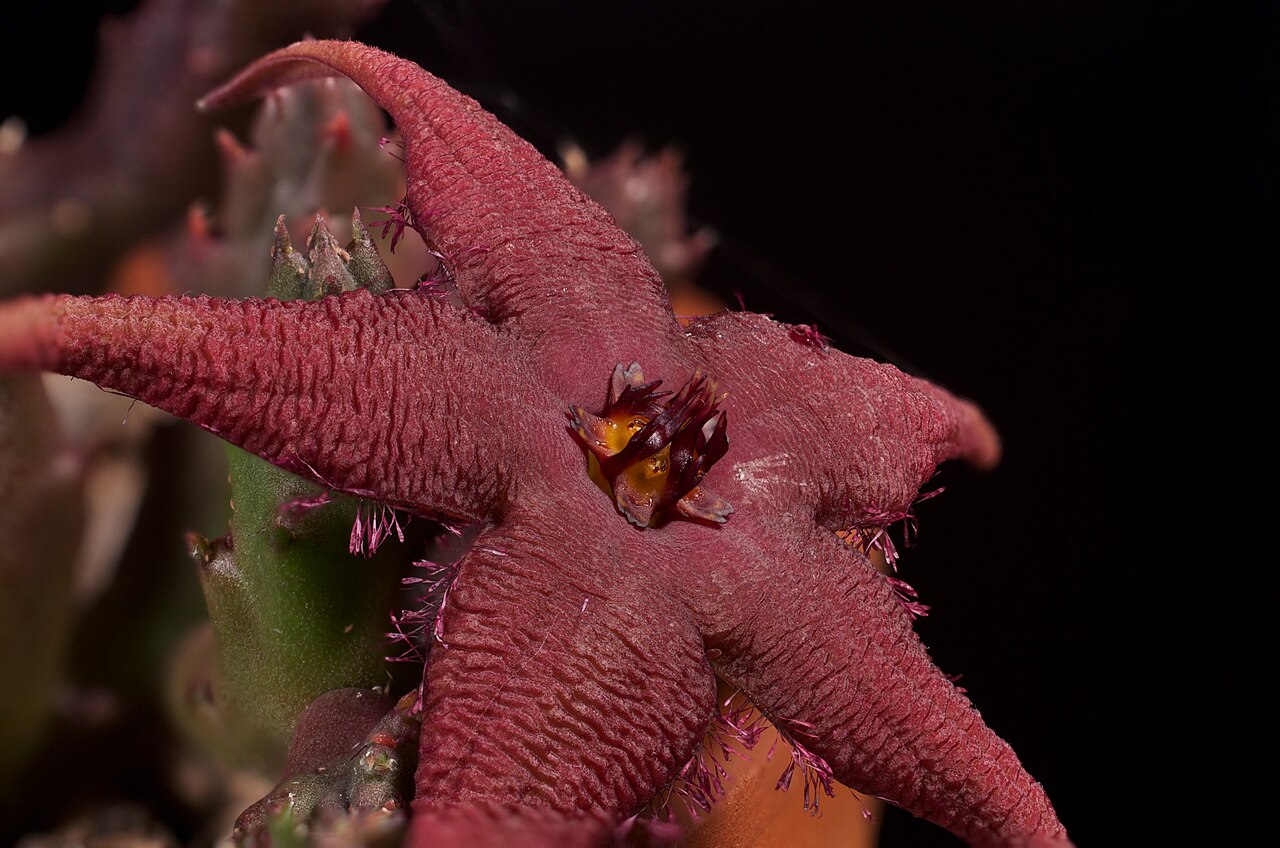 Stapelia schinzii, Magnolia1000
