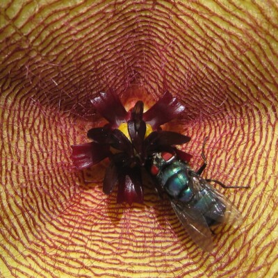 Stapeliad with Pollinator Fly