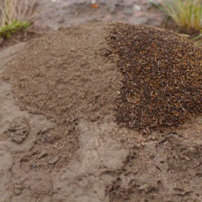 Termite Mound, Derek Keats