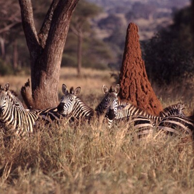 Termite Mound with Zebras, John Storr