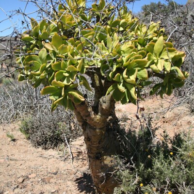 Tylecodon paniculatus, Marco Schmidt