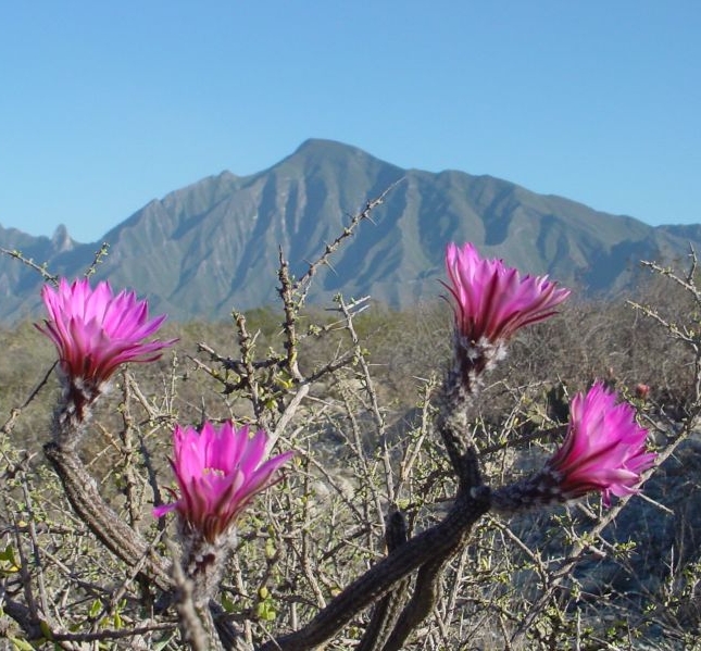 Wilcoxia poselgeri, Arturo de la Garza