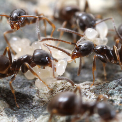 Worker Ants with Brood