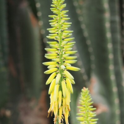 Aloe vera flowers, Agnieszka Kwiecień, Nova