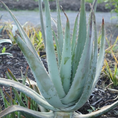 Aloe vera, Cephas