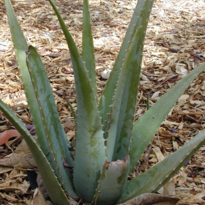 Aloe vera, Forest and Kim Starr