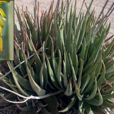 Aloe vera, Midgley DJ