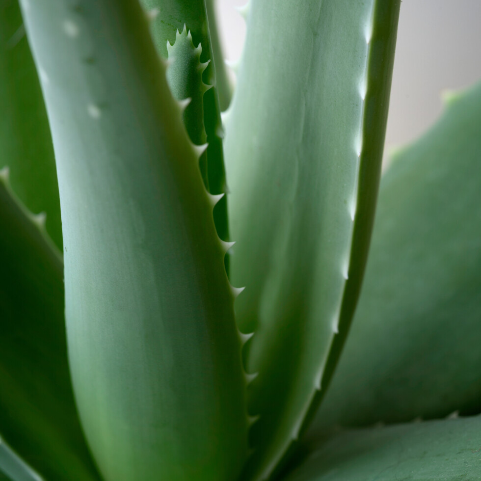 Aloe vera
