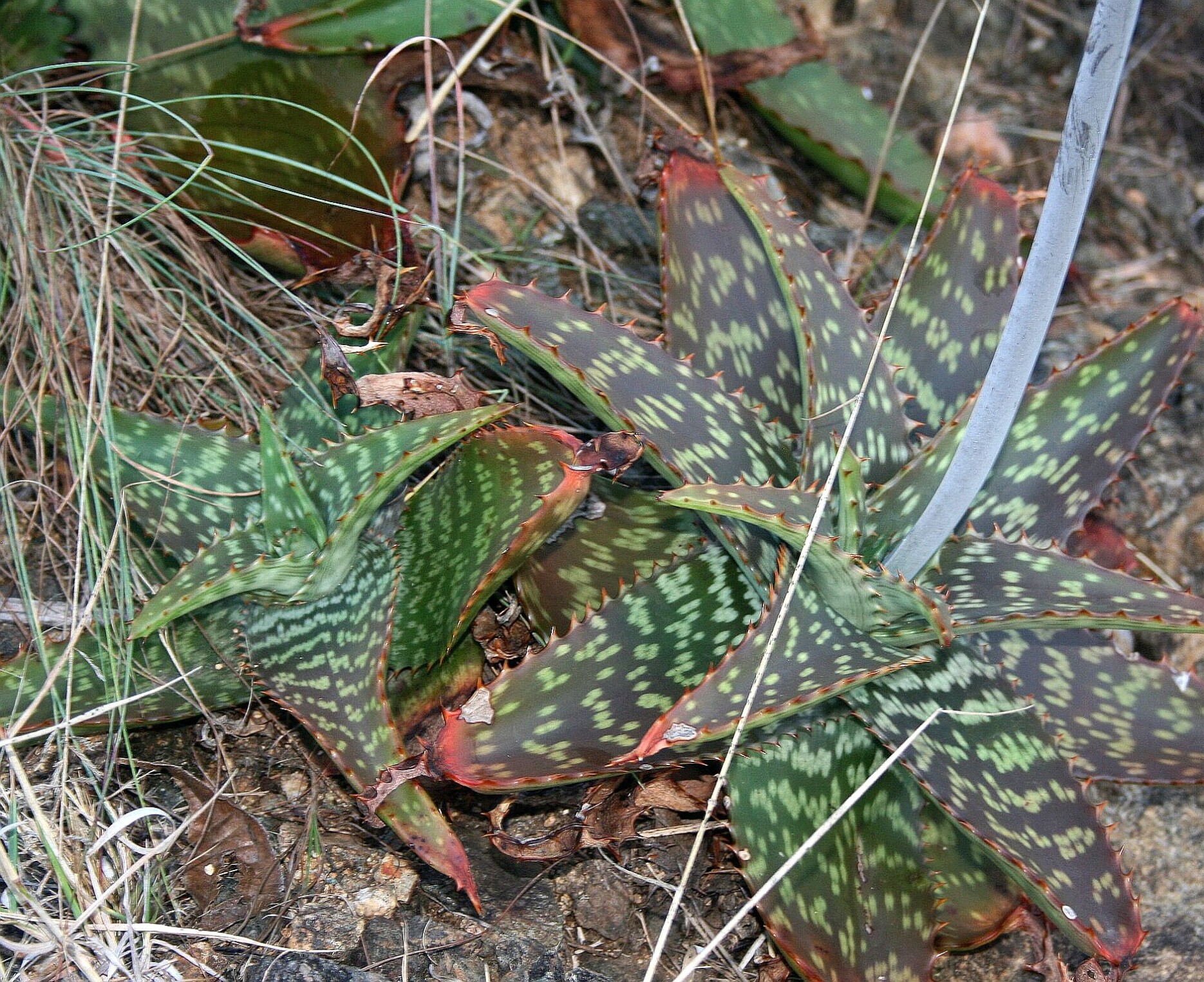 Aloe greatheadii davyana, JMK