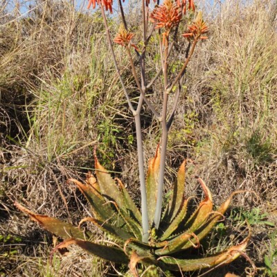 Aloe greatheadii v davyana, JMK