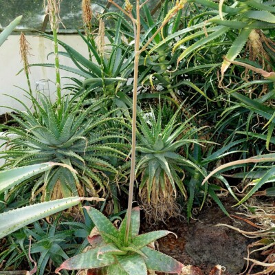 Aloe greatheadii var davyana, Daderot