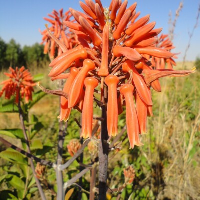 Aloe greatheadii var davyana, JMK