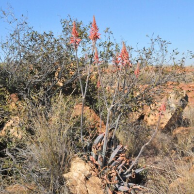 Aloe verdoorniae/davyana, JMK