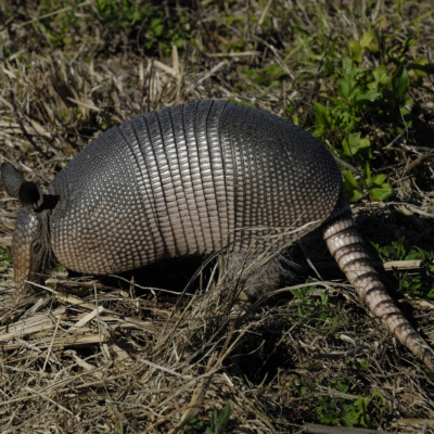Armadillo, Hans Stieglitz
