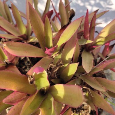 Beauty Plant, DIVYALAKSHWIN