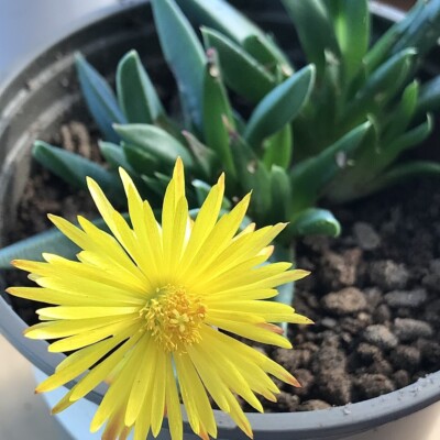 Bergeranthus, Flobbadob