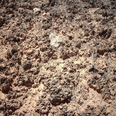 Biocrust on Surface of Soil
