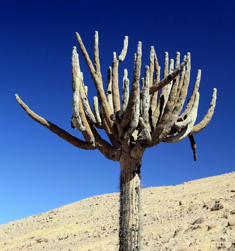 Browningia caldelaris