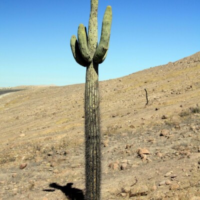 Browningia caldelaris