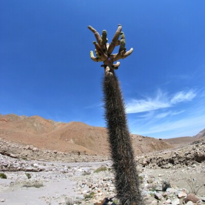 Browningia caldelaris, Juangoo0