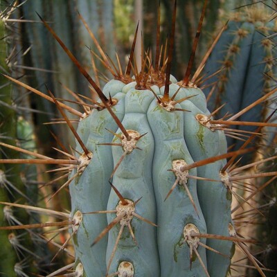 Browningia hertlingiana, Frank Vincentz