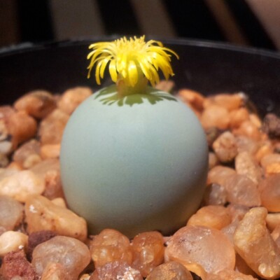 Conophytum calculus, Abu Shawka