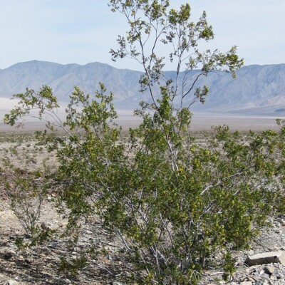Creosote Bush, Dcrjsr