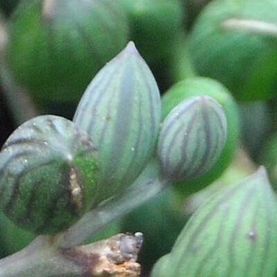 Curio (Senecio) herreanus