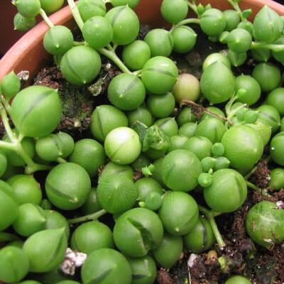 Curio (Senecio) rowleyanus, Forest&Kim Starr