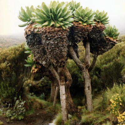 Dendrosenecio (Senecio) kilimanjari, Twiga269