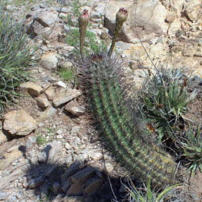 Echinopsis leucantha