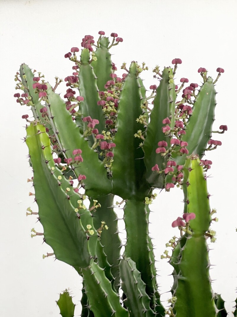 Euphorbia antiquorum, ZSM