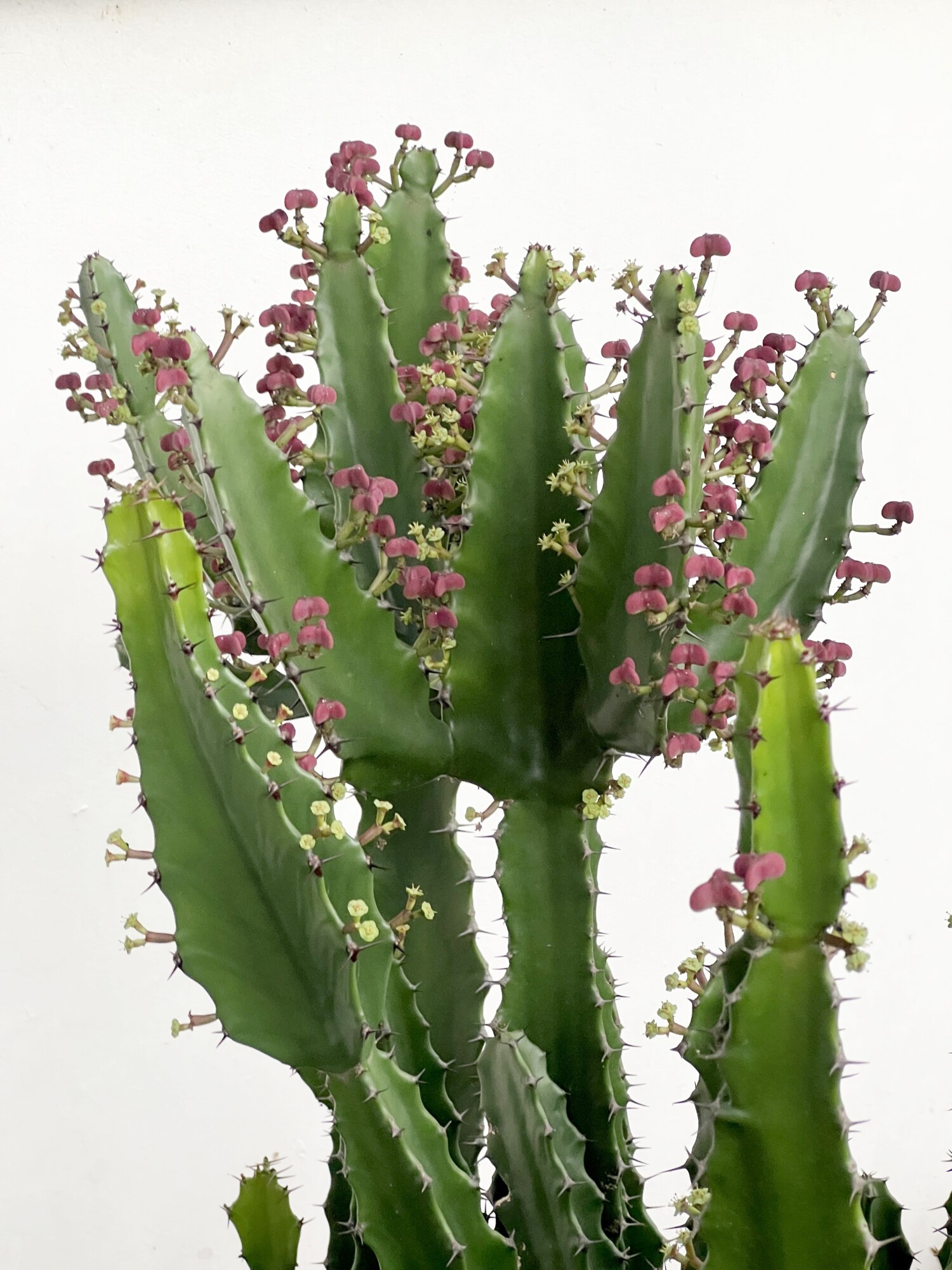 Euphorbia antiquorum, ZSM