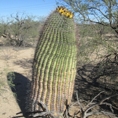 Ferocactus, $1LENCE D00600D