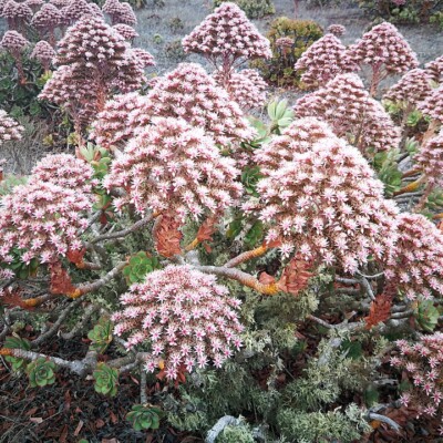 Flores de Verol, Mpcleverdon