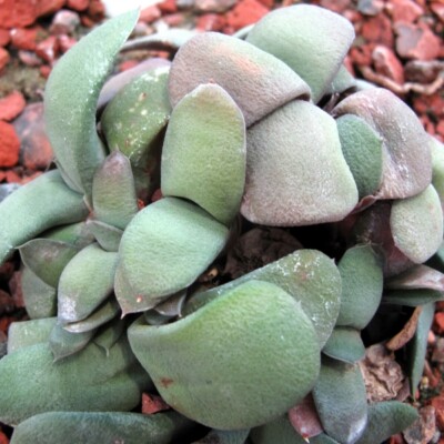 Gasteria glomerata, HelenaH