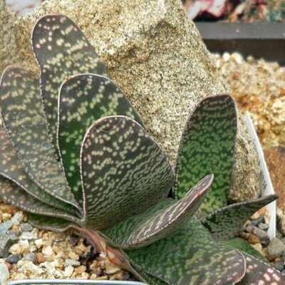 Gasteria pillansii, Stan Shebs