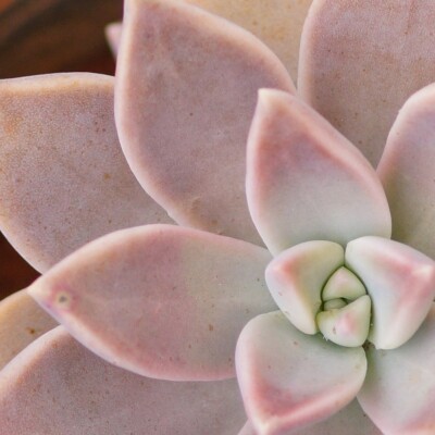 Ghost Plant, SKsiddhartthan