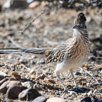 Greater Roadrunner, Gordon Leggett