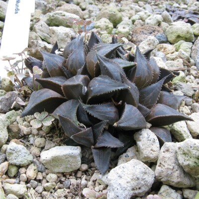 Haworthia mirabilis, KENPEI