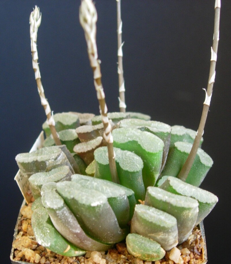 Hworthia truncata var truncata